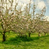 Apple Blossom