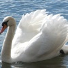 Swan, Rickmansworth