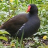 A moorhen at Rickmansworth