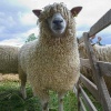 Driffield Show007