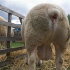 Driffield Show0014