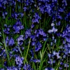 Very blue Bluebells, Bernwood Forest, Botolph Claydon, Bucks