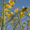 Oilseed Rape, Botolph Claydon, Bucks