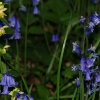 Yellow Archangel and Bluebells, Bernwood Forest, Botolph Claydon, Bucks