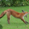 Fox in the Garden 2