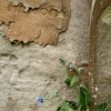 Crumbling gravestones, Shalstone Churchyard, Bucks