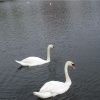 Swans in the Lake