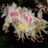 Horse Chestnut tree flowers, near Hillesden, Bucks