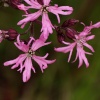 Ragged Robin near Hillesden, Bucks