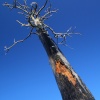 Dead Tree