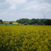 Yellow fields (Oil seed rape)