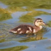 Mallard duckling