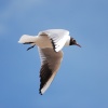 Black Headed Gull