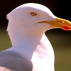 Herring Gull at Folkestone Harbour
