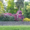 Cawthorne Park May 2009
