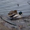 Ducks in Blackpool