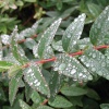 Raindrops
