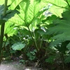 Gunnera at Trebah