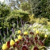 Tresco Abbey Gardens