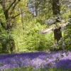 Bluebells at Hole Park, Kent