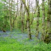 Bluebell wood at Abbeystead