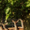 Deer in their field, Hillesden, Bucks