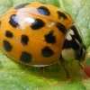 Eastcote village ladybird