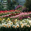 Flowers in the sub tropical zone.