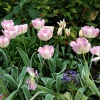 More flowers in the Sub Tropical Zone