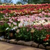 An ideal place for flower lovers.