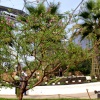 Sub tropical trees.