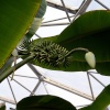 Bananas. Looks a bit like a spiney creature.