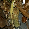 Lizard seen in the undergrowth.