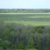 Cattle on the town moor