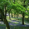Yoxall Lodge Bluebell Woods