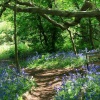 Yoxall Lodge Bluebell Woods 4