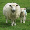 Lamb with his mother