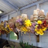 The garden shed at Harlow Carr