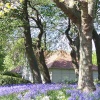 Bluebells in the park