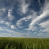 Barley and sky, the Ridgeway, Bledlow Ridge, Bucks