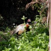 Trying to hide in the undergrowth.