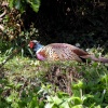 Seen in the undergrowth.