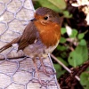 Hello Robin.