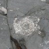 Dorset 2009
