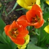 Tulips In Chesterfield