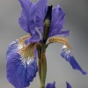 Iris, Steeple Claydon allotments, Bucks