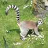 Whipsnade wild animal park