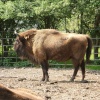Whipsnade wild animal park