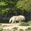 Whipsnade wild animal park