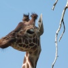 Whipsnade wild animal park